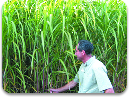 Field of miscanthus in August